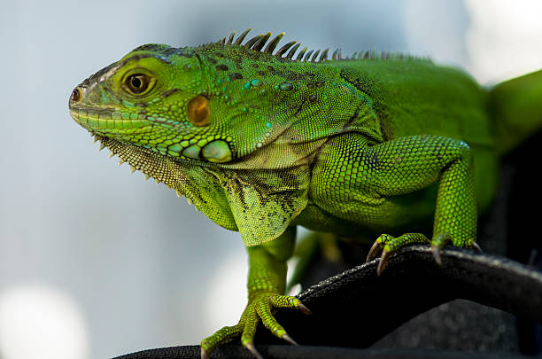 istock Head of green reptile 500062488
