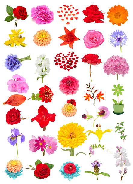 istock Beautiful Flower Set Isolated on White Background 500073450