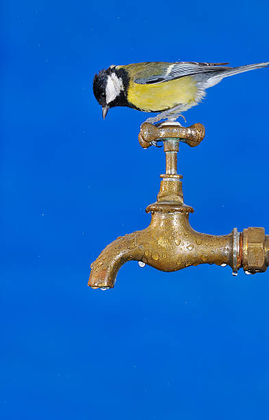 istock Little tit sitting on faucet 500073650