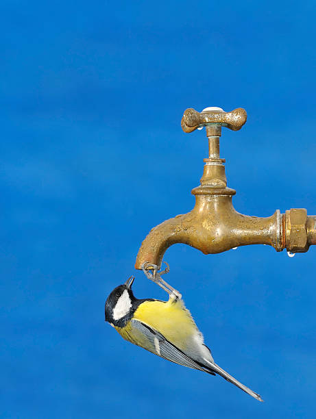 istock Little tit drinking water from faucet 500073678