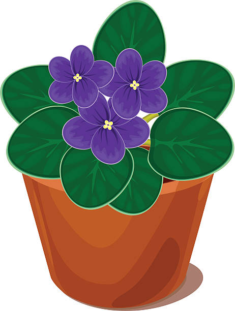african violet flower in pot african violet flower in pot african violet stock illustrations