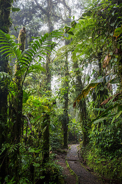 istock Monteverde jungle in Costa Rica 500075514