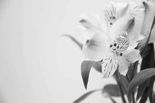 istock Alstroemeria flowers isolated on white background. 500077098