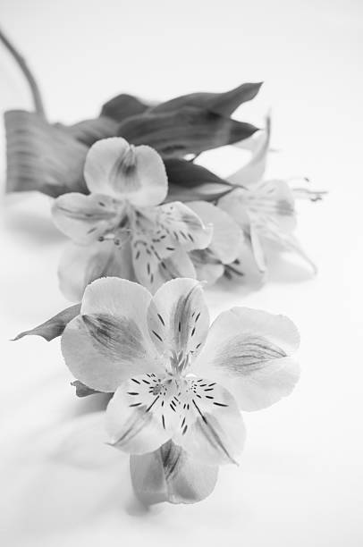 istock Alstroemeria flowers, soft tone 500077710