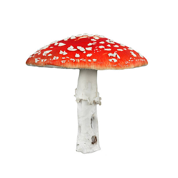 veleno rosso fungo - fungo ombrelliforme foto e immagini stock