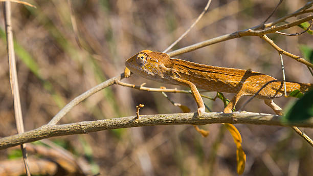 pomarańczowy kameleon zbliżenie na madagaskarze - chameleon madagascar wildlife bizarre zdjęcia i obrazy z banku zdjęć