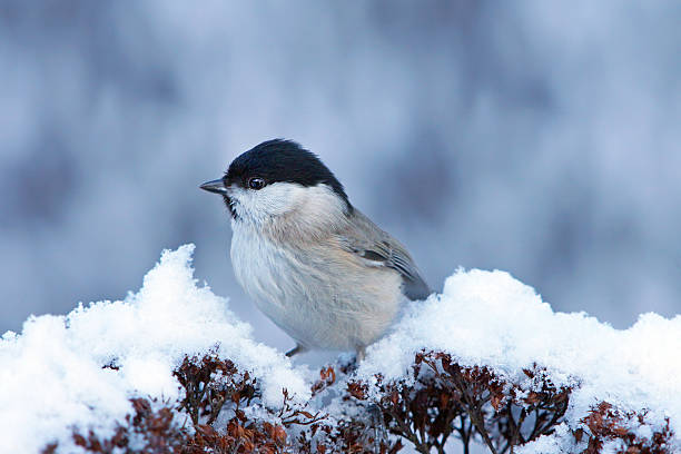 Marsh tit in wintertime Marsh tit in wintertime,Eifel,Germany. parus palustris stock pictures, royalty-free photos & images
