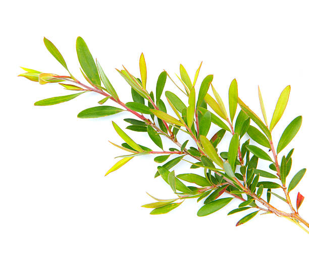 Detail of tea tree plant Detail of tea tree (Melaleuca alternifolia) plant isolated on white. istockalypse stock pictures, royalty-free photos & images