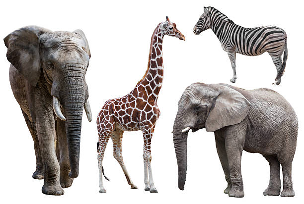 istock elephant ,giraffe and  zebra isolated on white.  african animals 500078800