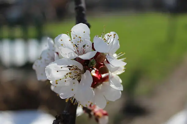 blossoming apricot