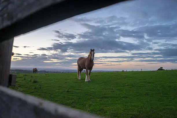 Looking through a gap in the fence at a young brown horse in a meadow.  The sun is setting.