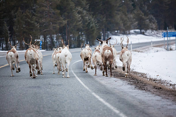 istock Reindeer flock in the way at road 500090586