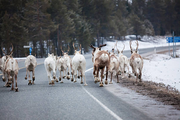 istock Reindeer flock in the way at road 500090614