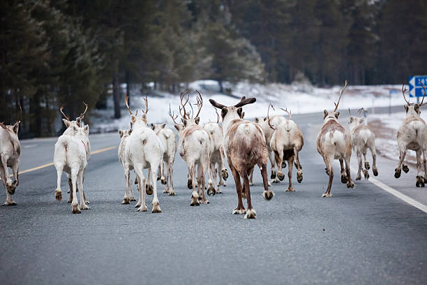 istock Reindeer flock in the way at road 500090628