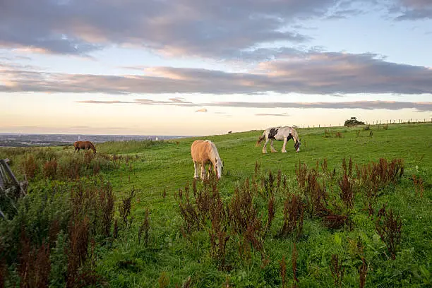 A young brown horse and a white horse with black spots grazing on a meadow.  The sun is setting, the clouds a purple colour.