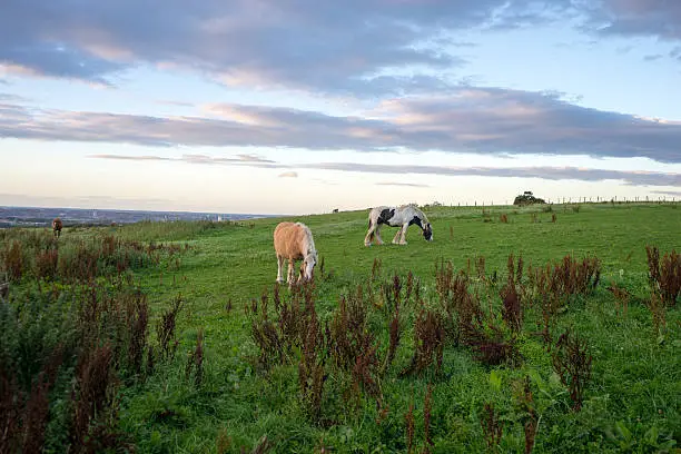 A young brown horse and a white horse with black spots grazing on a meadow.  The sun is setting, the clouds a purple colour.