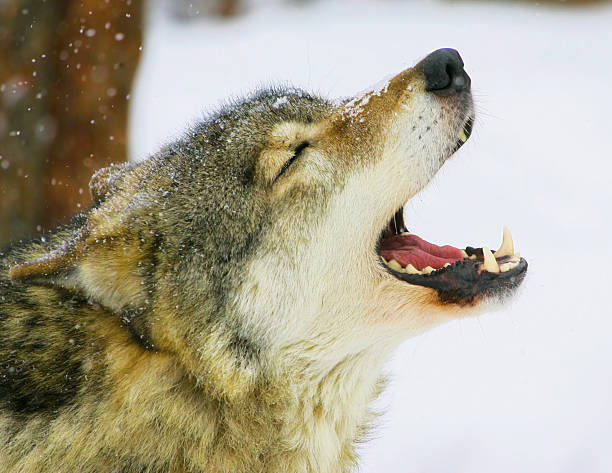 istock song of the wolf 500091222
