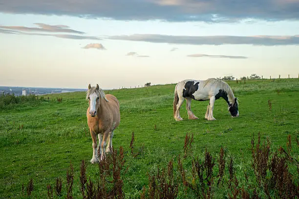 A young brown horse on a meadow heading towards the camera, a white horse with black spots grazing.  The sun is setting.