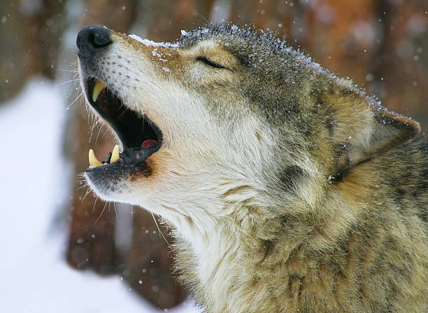istock song of the wolf 500091444