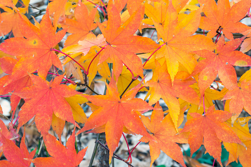 Acer palmatum, called Japanese Maple or Smooth Japanese Maple