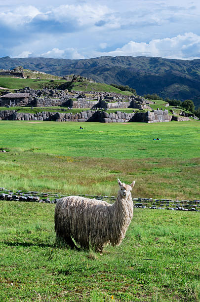istock Lama at Sacsayhuaman in Cuzco, Peru. 500092444