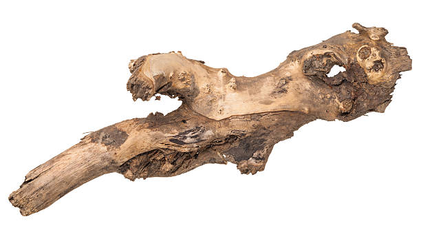 istock Part of the dry root of the tree 500094352