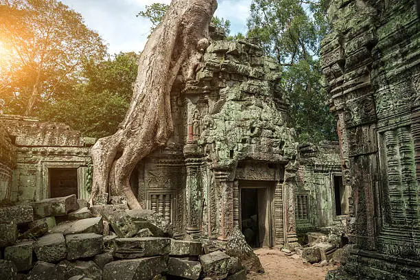 Large tree growing over the top of a temple in Angkor, Cambodia