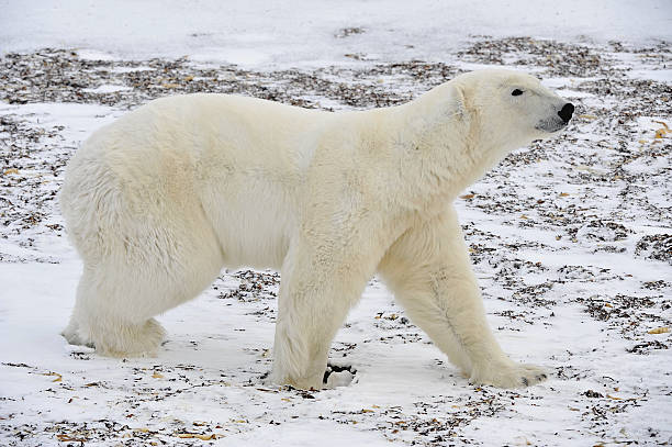 The adult male polar bear (Ursus maritimus) The adult male  polar bear (Ursus maritimus)  walking on snow. Tundra in winter. Canada churchill manitoba stock pictures, royalty-free photos & images