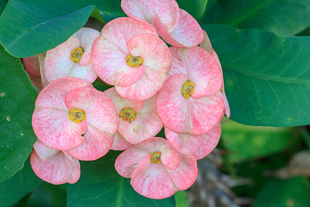 istock Crown of thorn flowers 500108274