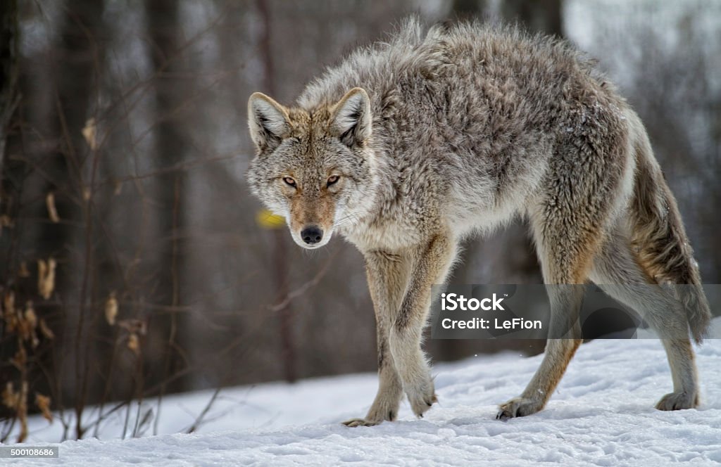 Mister Coyote Parc Omega, Montebello, Qc, Canada Coyote Stock Photo