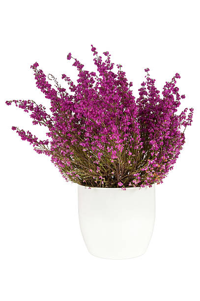 istock Purple heather in the white pot 500109160