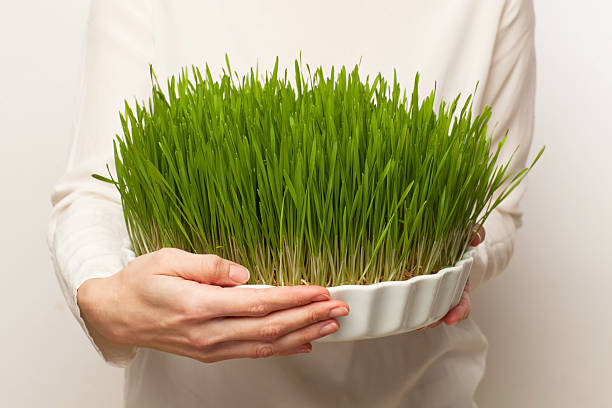 istock Wheat grass for juicing and healthy life. 500109412