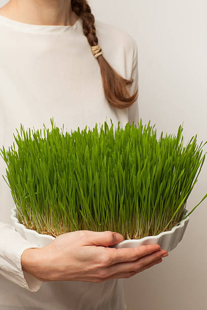 istock Wheat grass for juicing and healthy life. 500109450