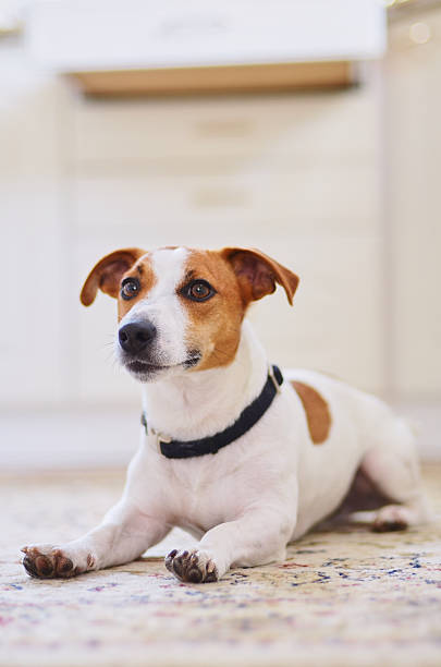 istock Cute dog jack russel terrier laying in the kitchen floor 500110344