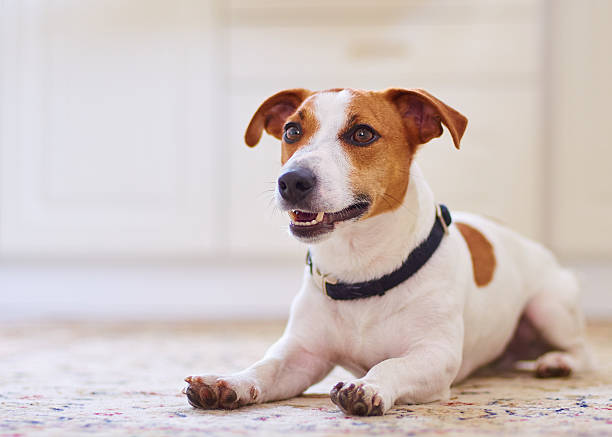 istock Cute dog jack russel terrier laying in the kitchen floor 500110422