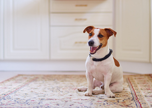 Linda perro terrier jack russel cocina, sala de estar en el piso photo