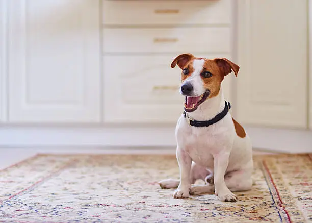 Photo of Cute dog jack russel terrier sitting in the kitchen floor