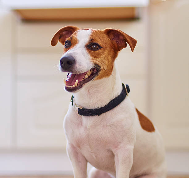 istock Cute dog jack russel terrier sitting in the kitchen floor 500110806