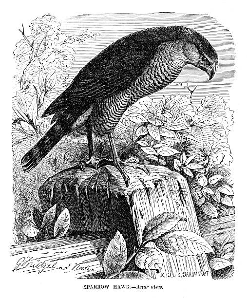 ilustrações, clipart, desenhos animados e ícones de gavião - retro revival old fashioned animal sparrowhawk