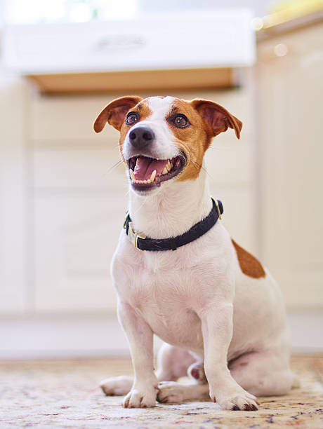 istock Cute dog jack russel terrier sitting in the kitchen floor 500111120