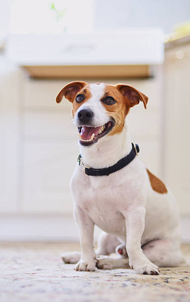 istock Cute dog jack russel terrier sitting in the kitchen floor 500111218