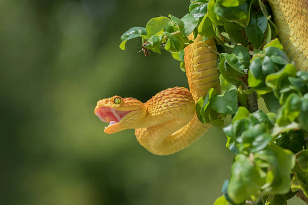 istock Female Venomous Bush Viper Showing Fangs 500111916