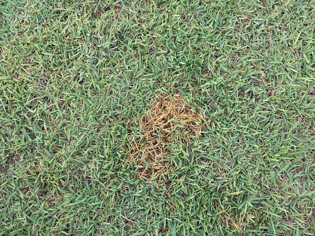 istock dry grass on the green park 500113164