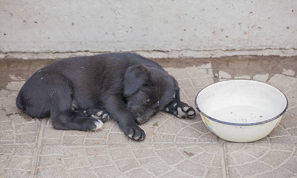 istock standard schnauzer puppies 500118739