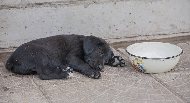 istock standard schnauzer puppies 500119925