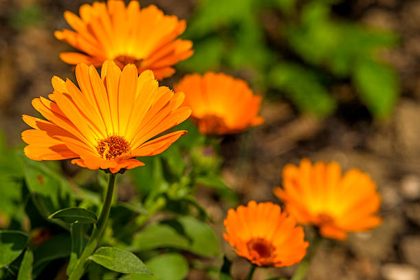 Calendula, medicinal plant Calendula, medicinal plant pot marigold stock pictures, royalty-free photos & images