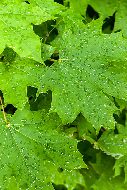 istock The branch of maple closeup 500120551