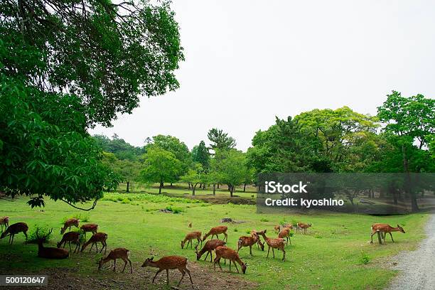 落ち着いた奈良鹿公園胸フィーディング - 奈良公園のストックフォトや画像を多数ご用意 - 奈良公園, くつろぐ, アジア大陸