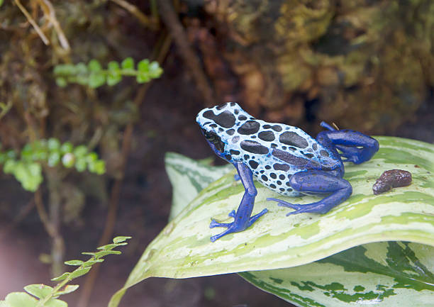 istock Green and black poison dart frog (Dendrobates auratus) 500120657