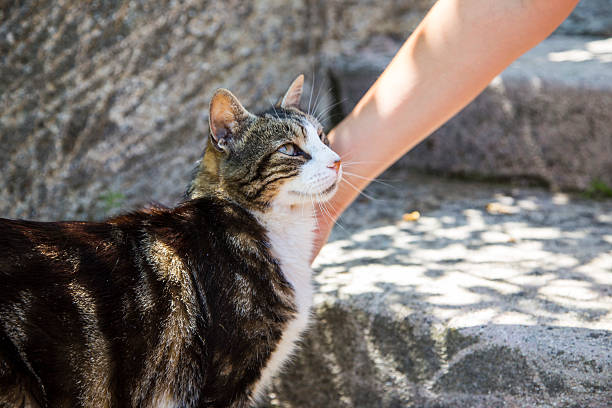 istock harm of a lady softly cuddling cat 500121085